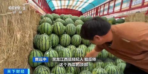 国内各种吃瓜,从娱乐八卦到社会现象的演变