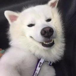 防疫表情包网红图片大全,网红图片大全，趣味防疫新风尚