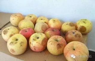 吃瓜嘴就苦,揭秘瓜农的辛酸与甜蜜