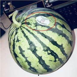 海安网红吃瓜,揭秘网络红人的幕后故事