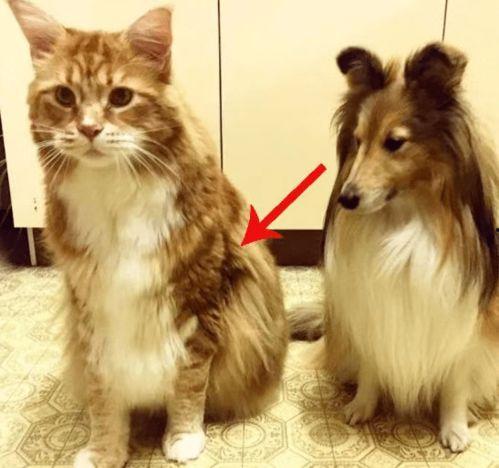 网红猫吃贝贝瓜,贝贝瓜成新宠